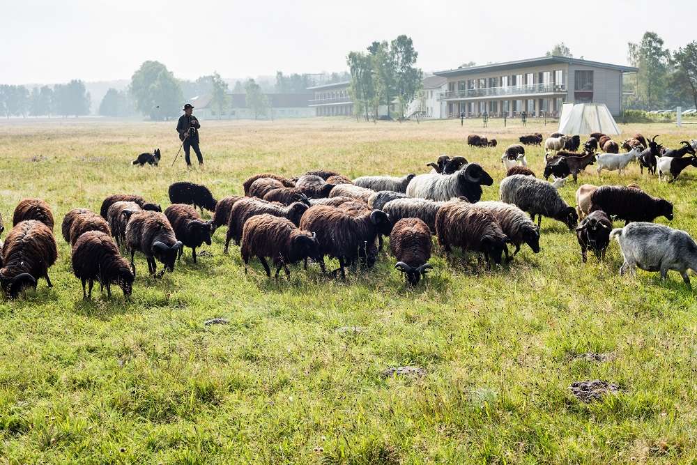 Hotelcamp Reinsehlen Außenansicht mit Schafsherde und Schäfer