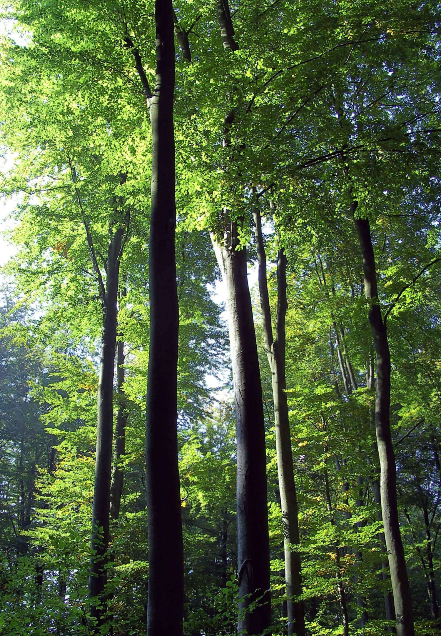Frühlingsgrüne alte Bäume im Wald